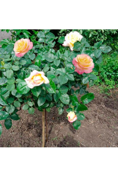 Великоквіткова штамбова троянда – розкішний вибір для саду.